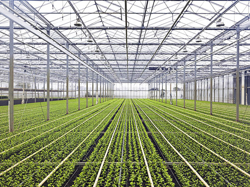 蔬菜种植温室大棚