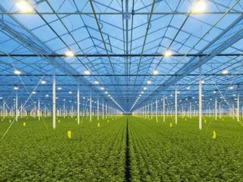 荷兰温室大棚建设
