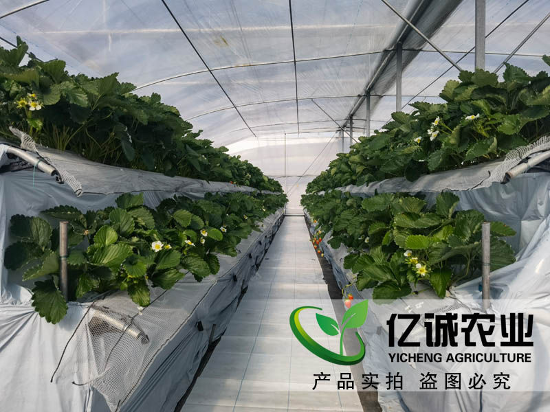 现代化草莓种植温室大棚