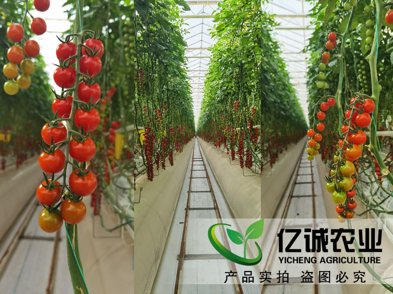 蕃茄温室种植大棚
